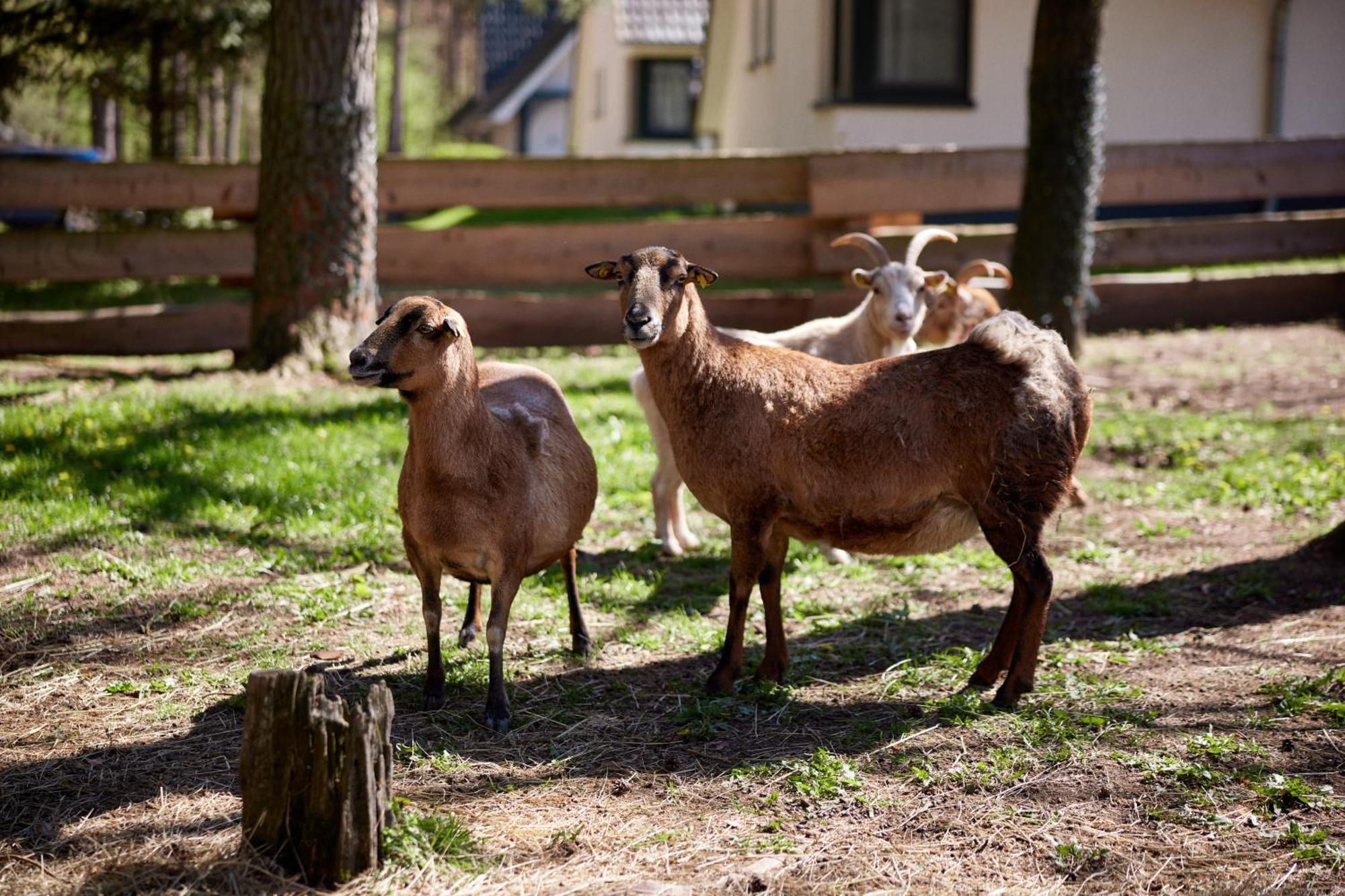 Van Der Valk Naturresort Drewitz Nossentiner Hütte Kültér fotó